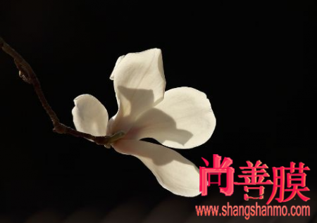 王子异出席中国国际音乐产业大会 传递音乐正能量‘彩神8’(图2) 彩神8